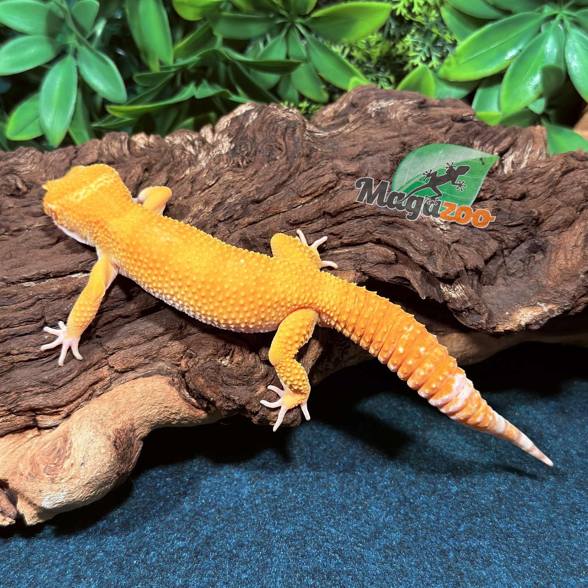 Magazoo A.P.T.O.R male Leopard Gecko 05/17/25