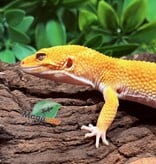 Magazoo A.P.T.O.R male Leopard Gecko 05/17/25