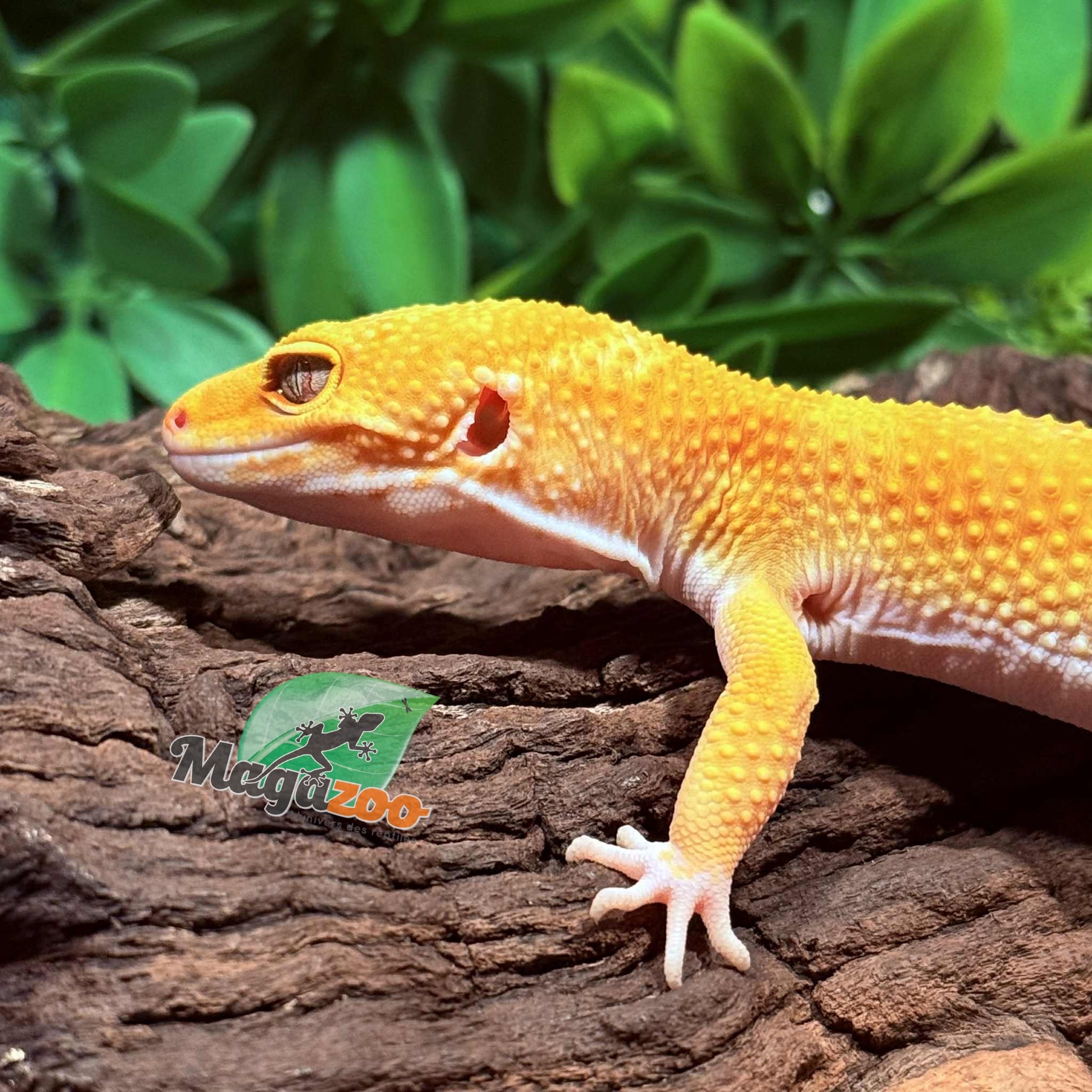 Magazoo A.P.T.O.R male Leopard Gecko 05/17/25