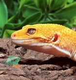 Magazoo A.P.T.O.R male Leopard Gecko 05/17/25