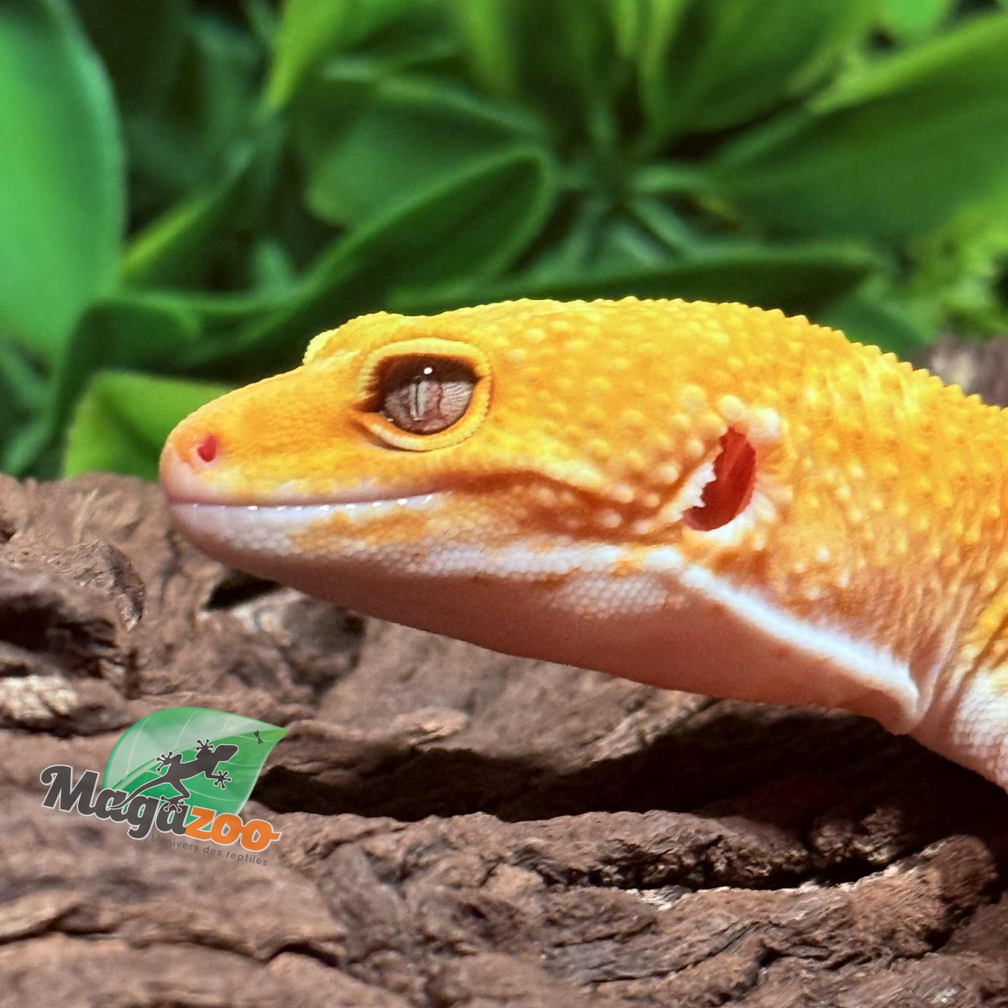 Magazoo A.P.T.O.R male Leopard Gecko 05/17/25