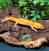 Magazoo A.P.T.O.R male Leopard Gecko 05/17/25