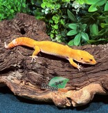 Magazoo Gecko léopard A.P.T.O.R. mâle 17/05/25