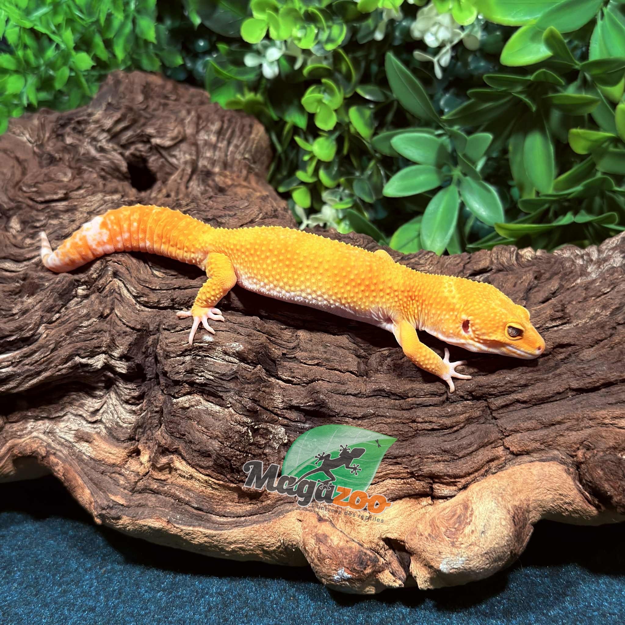 Magazoo A.P.T.O.R male Leopard Gecko 05/17/25