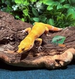 Magazoo A.P.T.O.R male Leopard Gecko 05/17/25