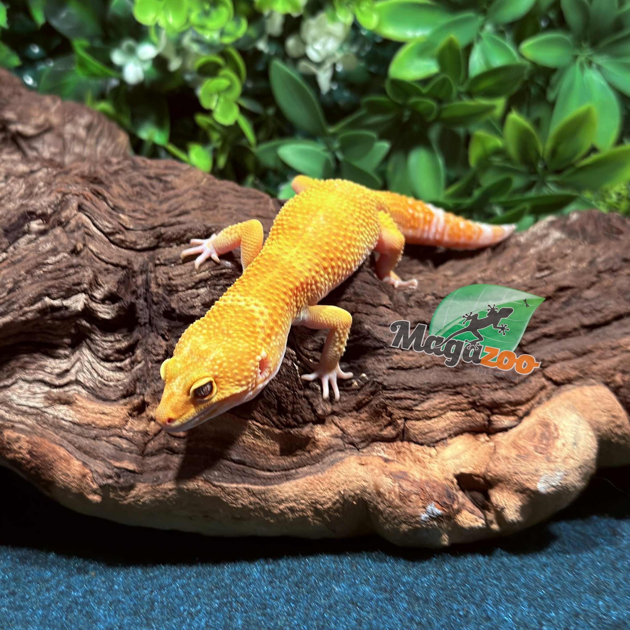 Magazoo A.P.T.O.R male Leopard Gecko 05/17/25