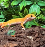 Magazoo Gecko léopard White and Yellow femelle 07/10/26
