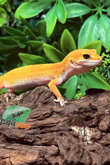 Magazoo Gecko léopard White and Yellow femelle 07/10/26