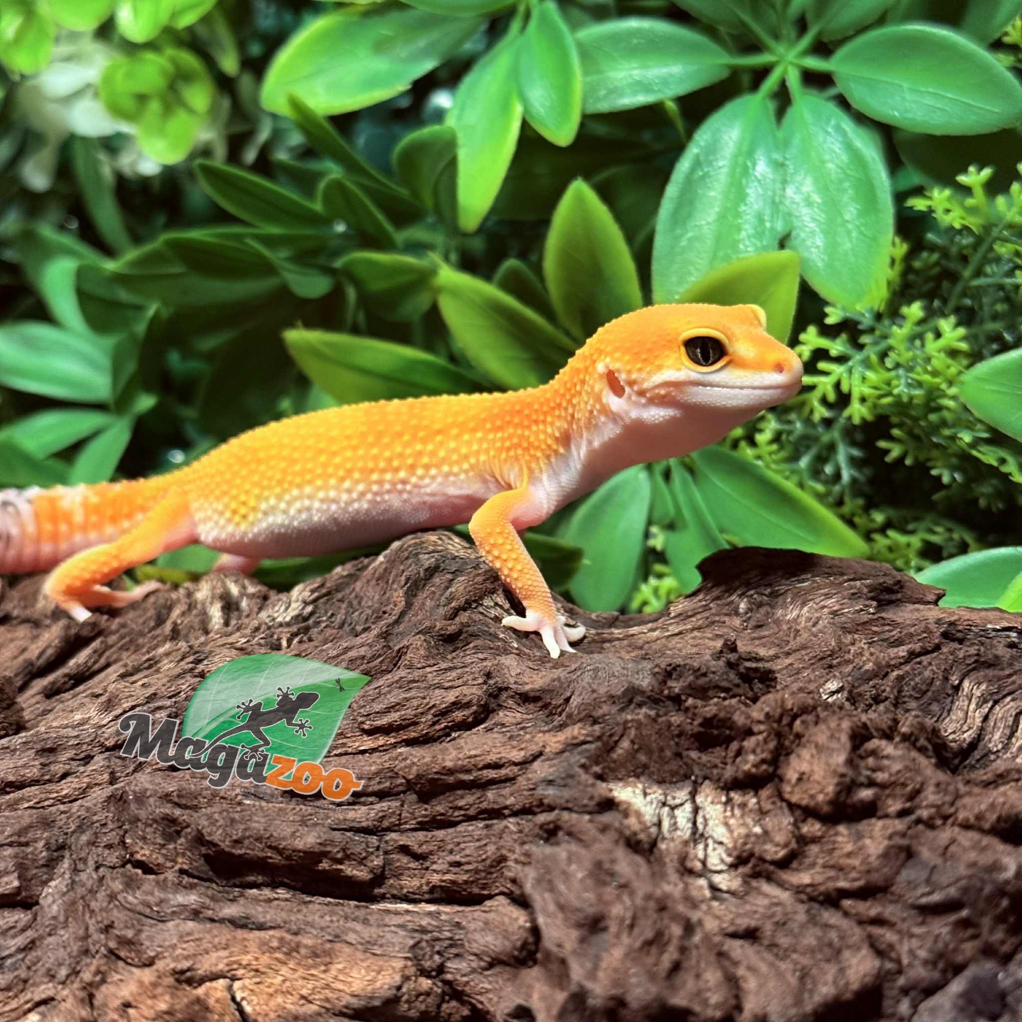 Magazoo Gecko léopard White and Yellow femelle 07/10/26