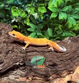 Magazoo White and Yellow female Leopard gecko 10/07/26