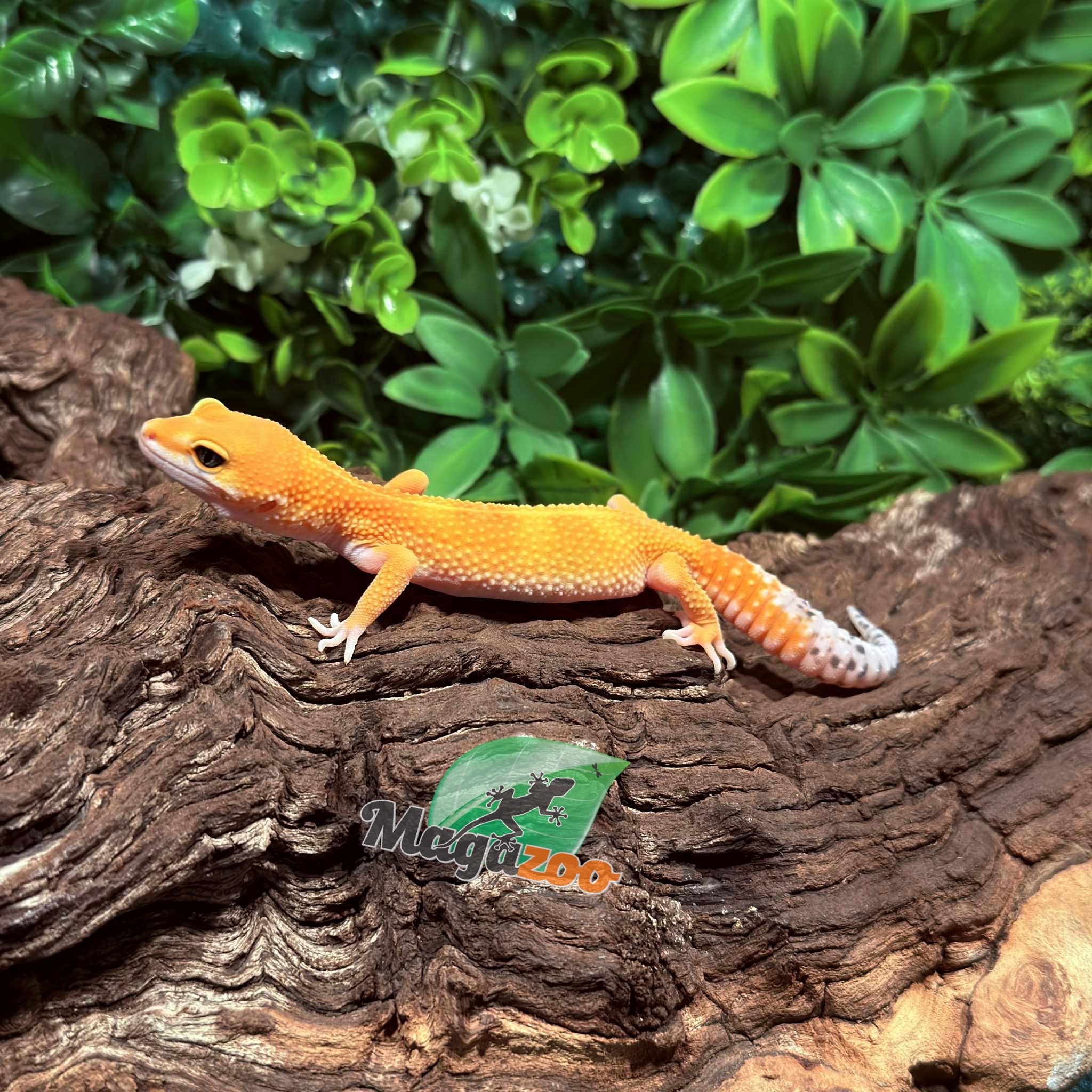 Magazoo Gecko léopard White and Yellow femelle 07/10/26