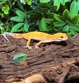 Magazoo Gecko léopard White and Yellow femelle 07/10/26
