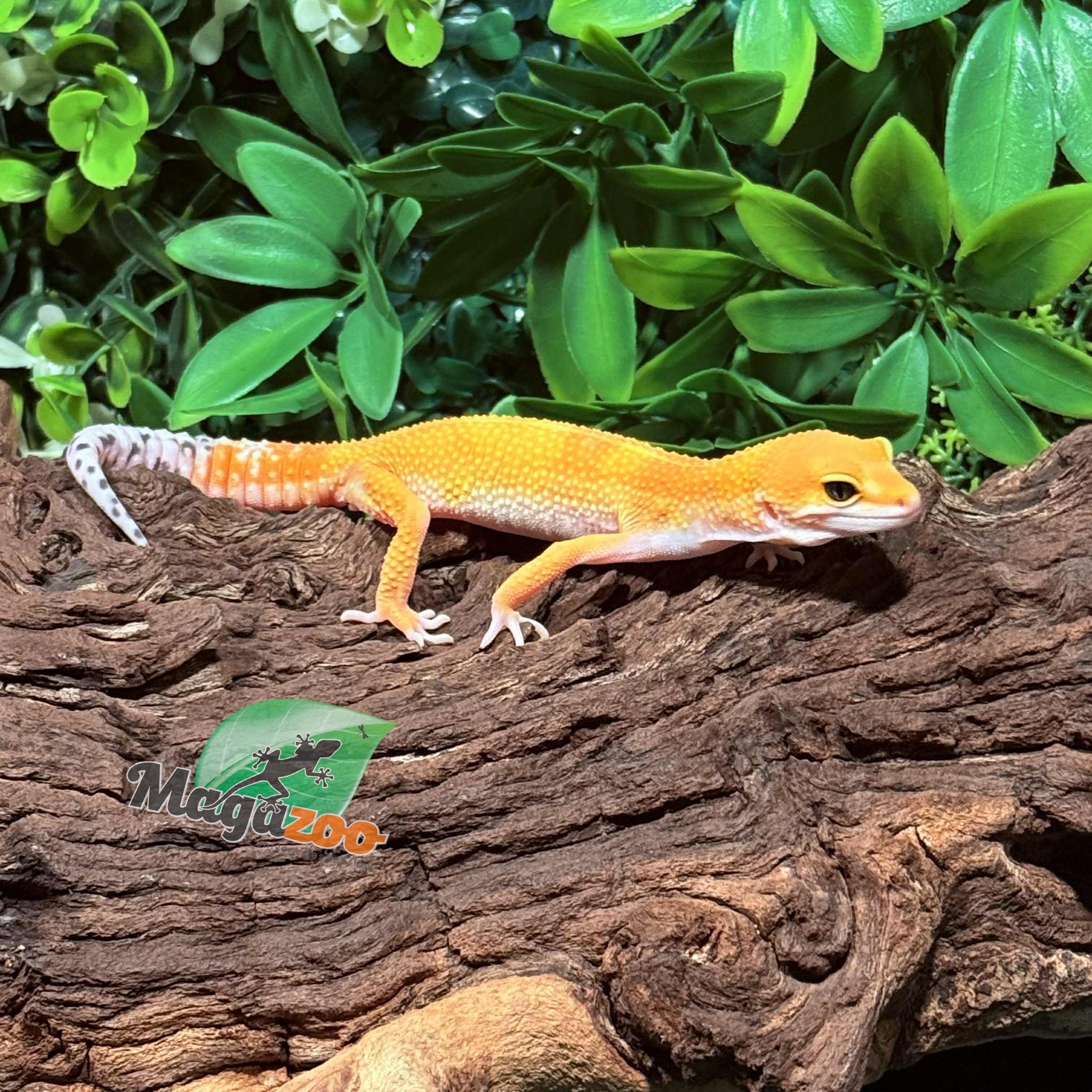 Magazoo Gecko léopard White and Yellow femelle 07/10/26