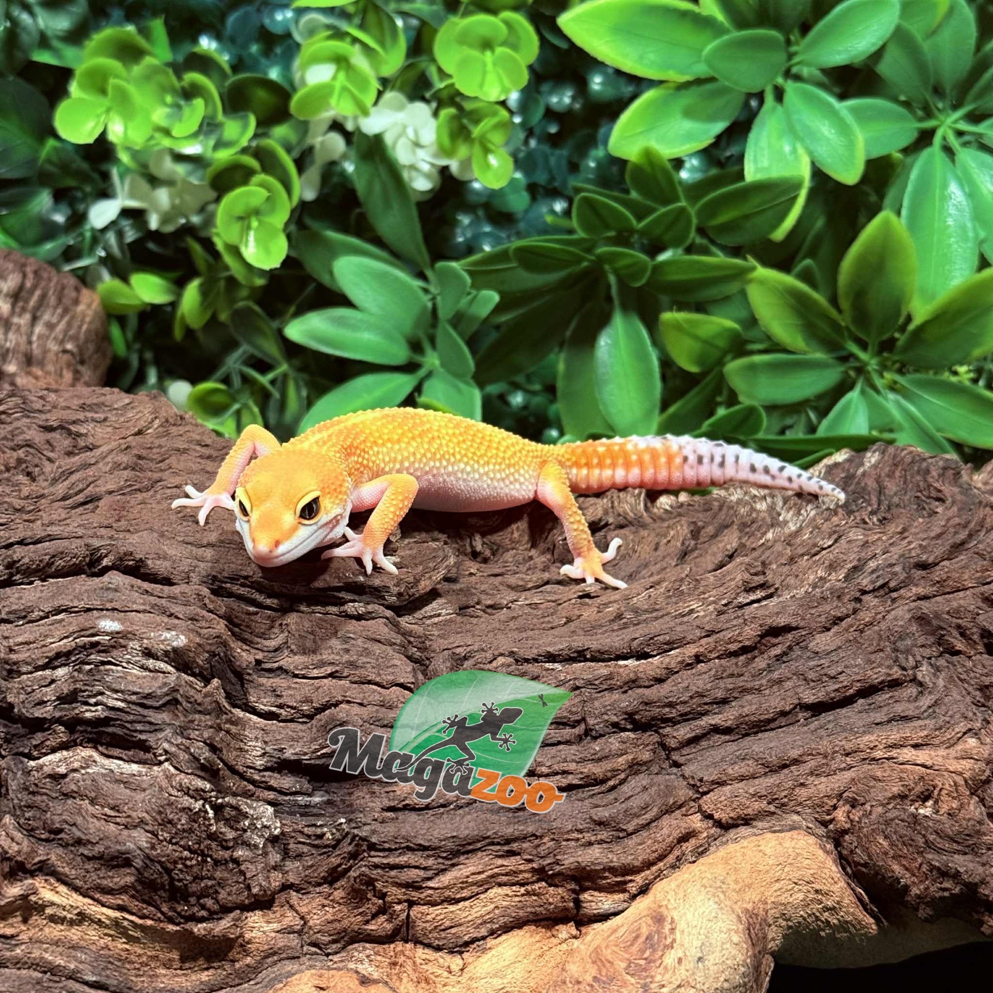 Magazoo Gecko léopard White and Yellow femelle 07/10/26