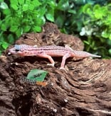 Magazoo Super Macksnow Eclipse male Leopard gecko 01/12/26