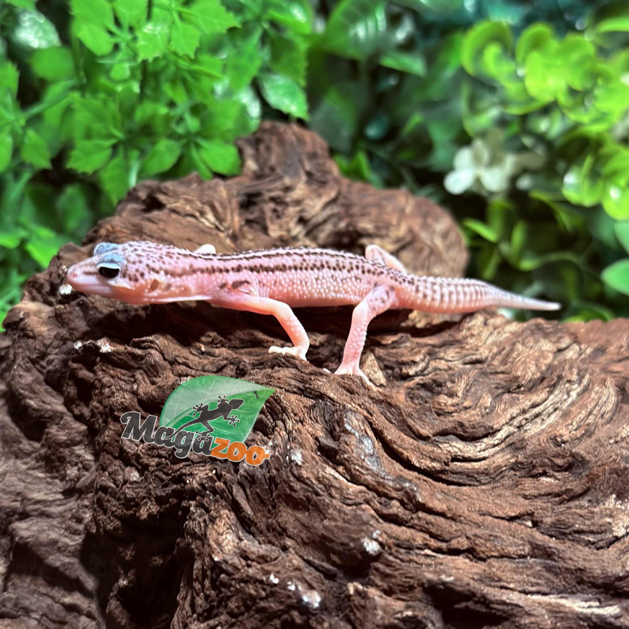 Magazoo Super Macksnow Eclipse male Leopard gecko 01/12/26