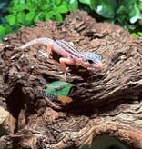 Magazoo Super Macksnow Eclipse male Leopard gecko 01/12/26