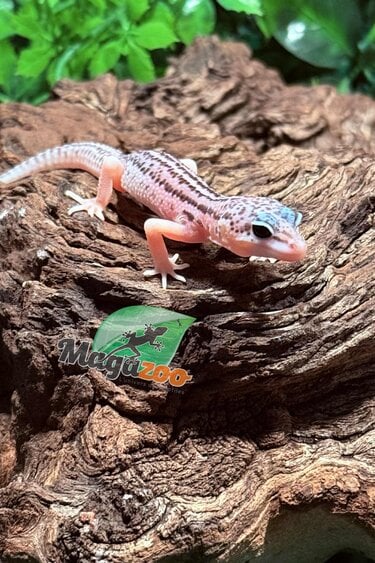 Magazoo Super Macksnow Eclipse male Leopard gecko 01/12/26
