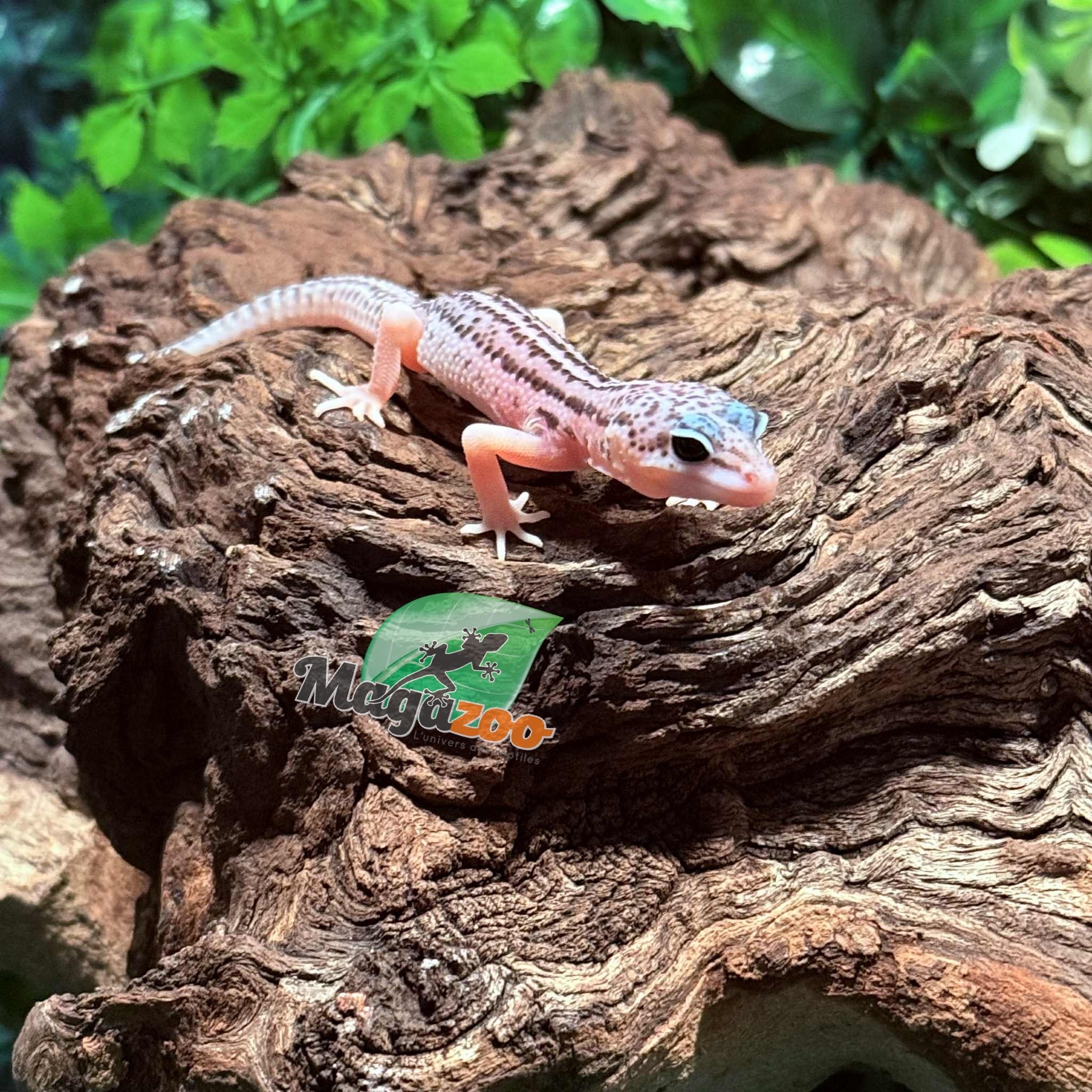 Magazoo Super Macksnow Eclipse male Leopard gecko 01/12/26