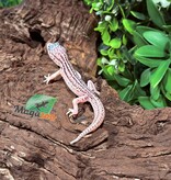 Magazoo Gecko léopard Super Macksnow Éclipse mâle 12/01/26