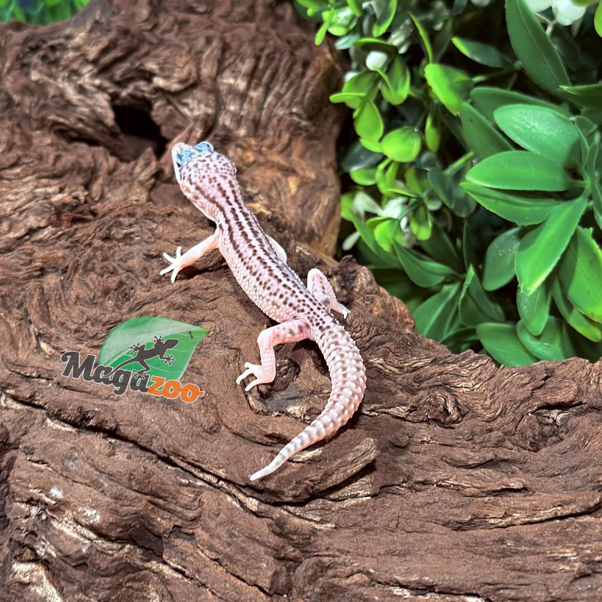 Magazoo Super Macksnow Eclipse male Leopard gecko 01/12/26
