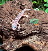 Magazoo Gecko léopard Super Macksnow Éclipse mâle 12/01/26