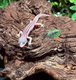 Magazoo Super Macksnow Eclipse male Leopard gecko 01/12/26