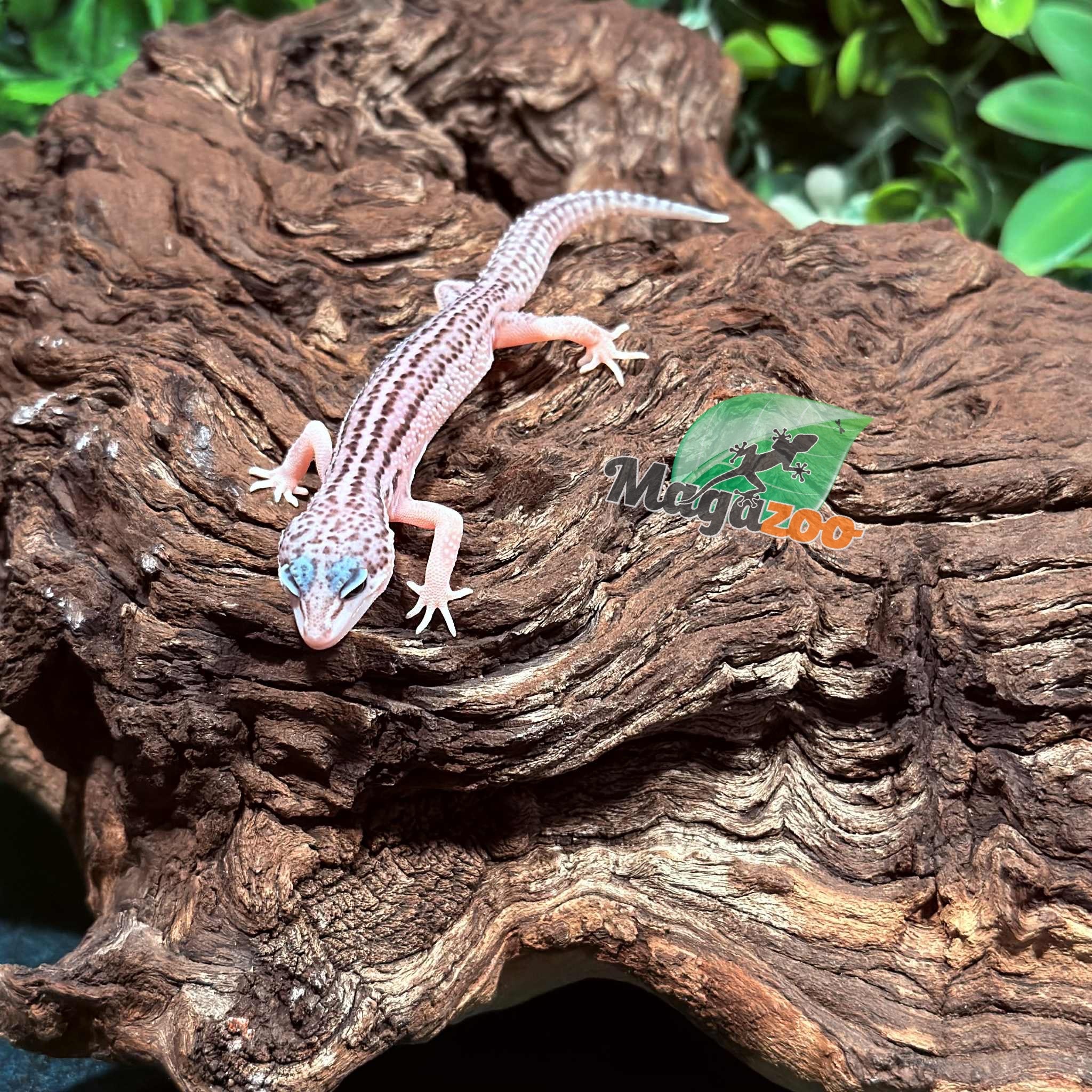 Magazoo Super Macksnow Eclipse male Leopard gecko 01/12/26