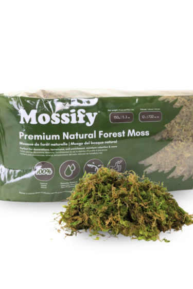 Mossify MOSSIFY FOR-N-0002 Mousse forestière naturelle de qualité supérieure 150g