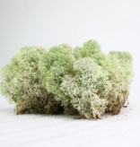 Mossify Natural Canadian Reindeer Moss - Revita-Moss