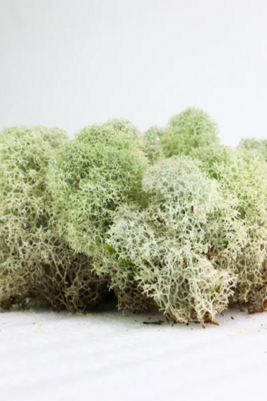Mossify Natural Canadian Reindeer Moss - Revita-Moss