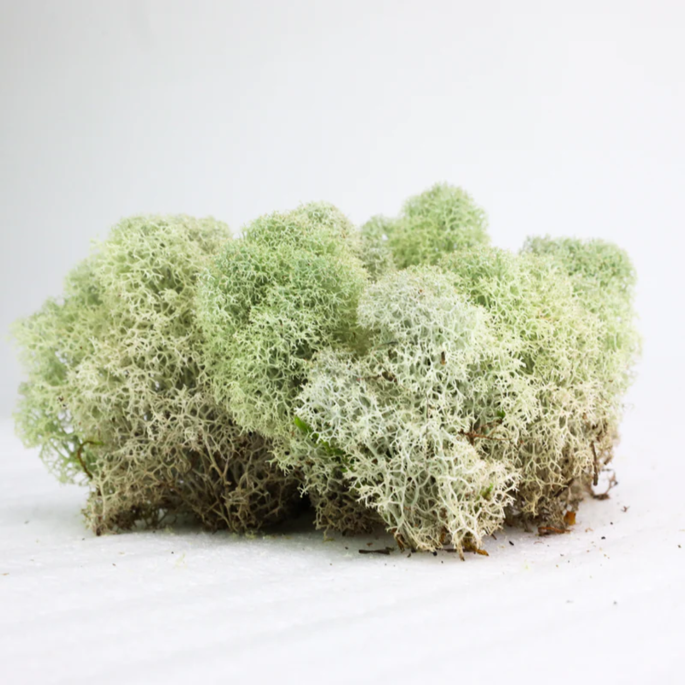 Mossify Natural Canadian Reindeer Moss - Revita-Moss
