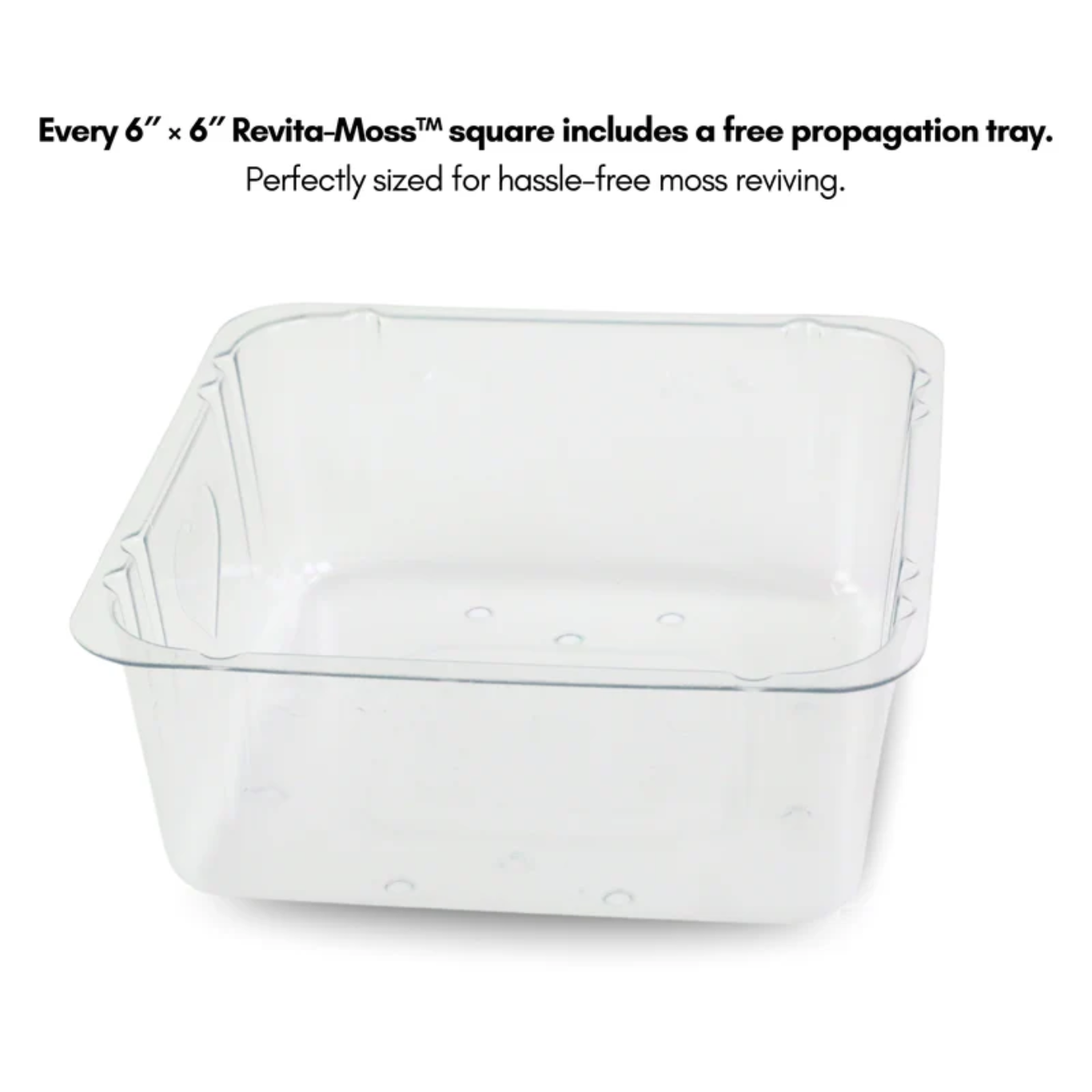 Mossify MOSSIFY REV-CS-0001 Mousse de renne canadienne naturelle - Revita-Moss