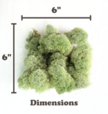 Mossify Natural Canadian Reindeer Moss - Revita-Moss