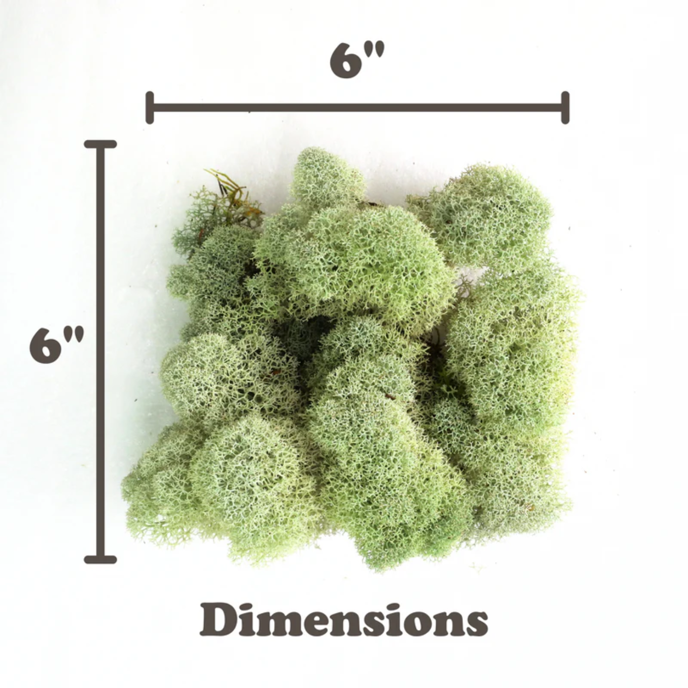 Mossify Natural Canadian Reindeer Moss - Revita-Moss