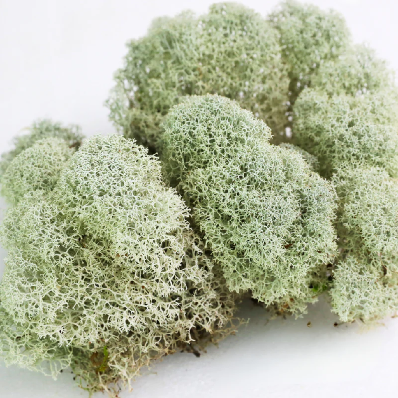 Mossify Natural Canadian Reindeer Moss - Revita-Moss
