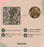 Mossify Premium Spanish Moss