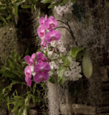 Mossify Premium Spanish Moss