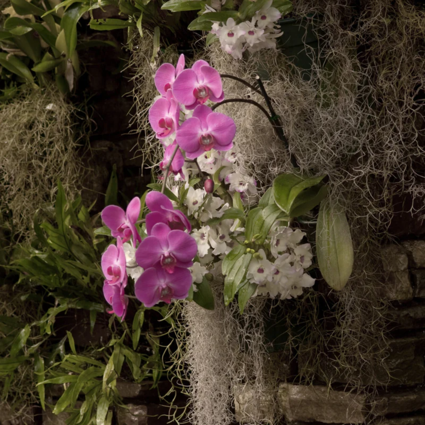 Mossify Premium Spanish Moss