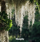 Mossify MOSSIFY SPAN-N-0001 Mousse espagnole de qualité supérieure 75g