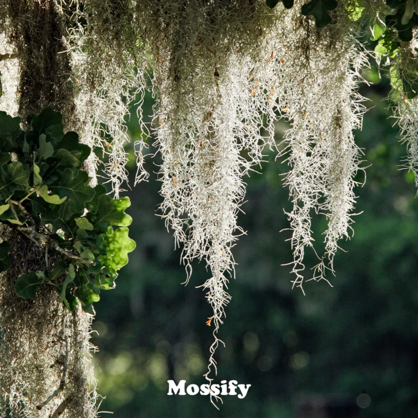 Mossify Premium Spanish Moss
