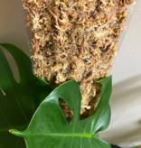 Mossify MOSSIFY SPHAG-N-0001 Mousse de sphaigne de qualité supérieure 50 g