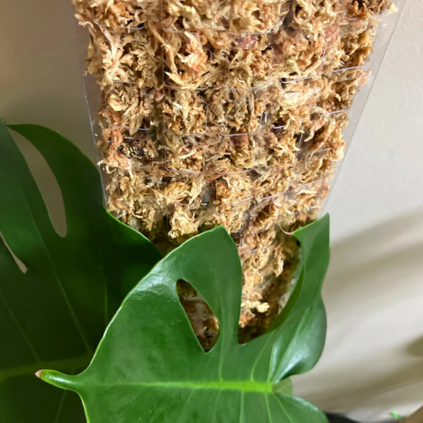 Mossify Premium Sphagnum Moss 50g.