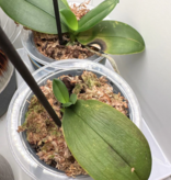 Mossify Premium Sphagnum Moss 50g.