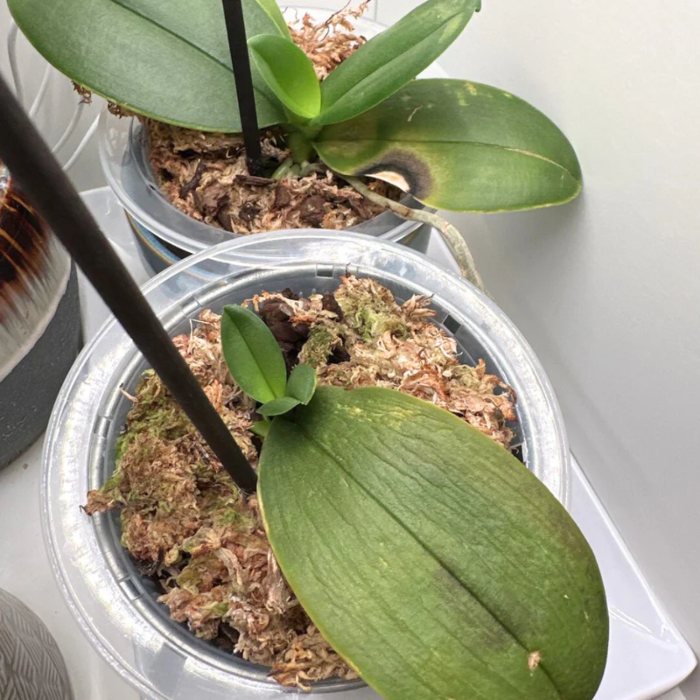 Mossify Premium Sphagnum Moss 50g.