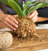 Mossify MOSSIFY SPHAG-N-0001 Mousse de sphaigne de qualité supérieure 50 g