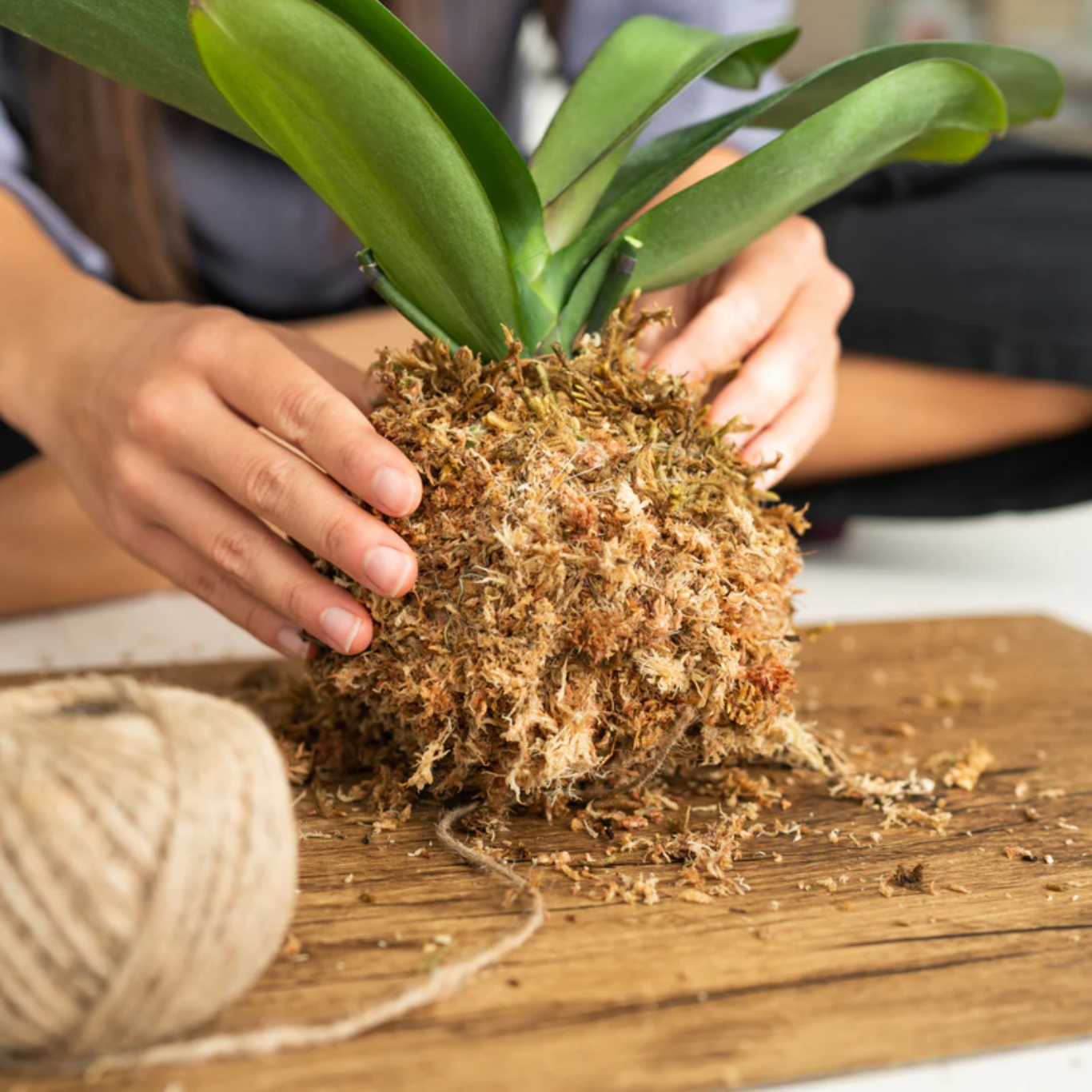 Mossify Premium Sphagnum Moss 50g.