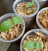 Mossify MOSSIFY SPHAG-N-0001 Mousse de sphaigne de qualité supérieure 50 g