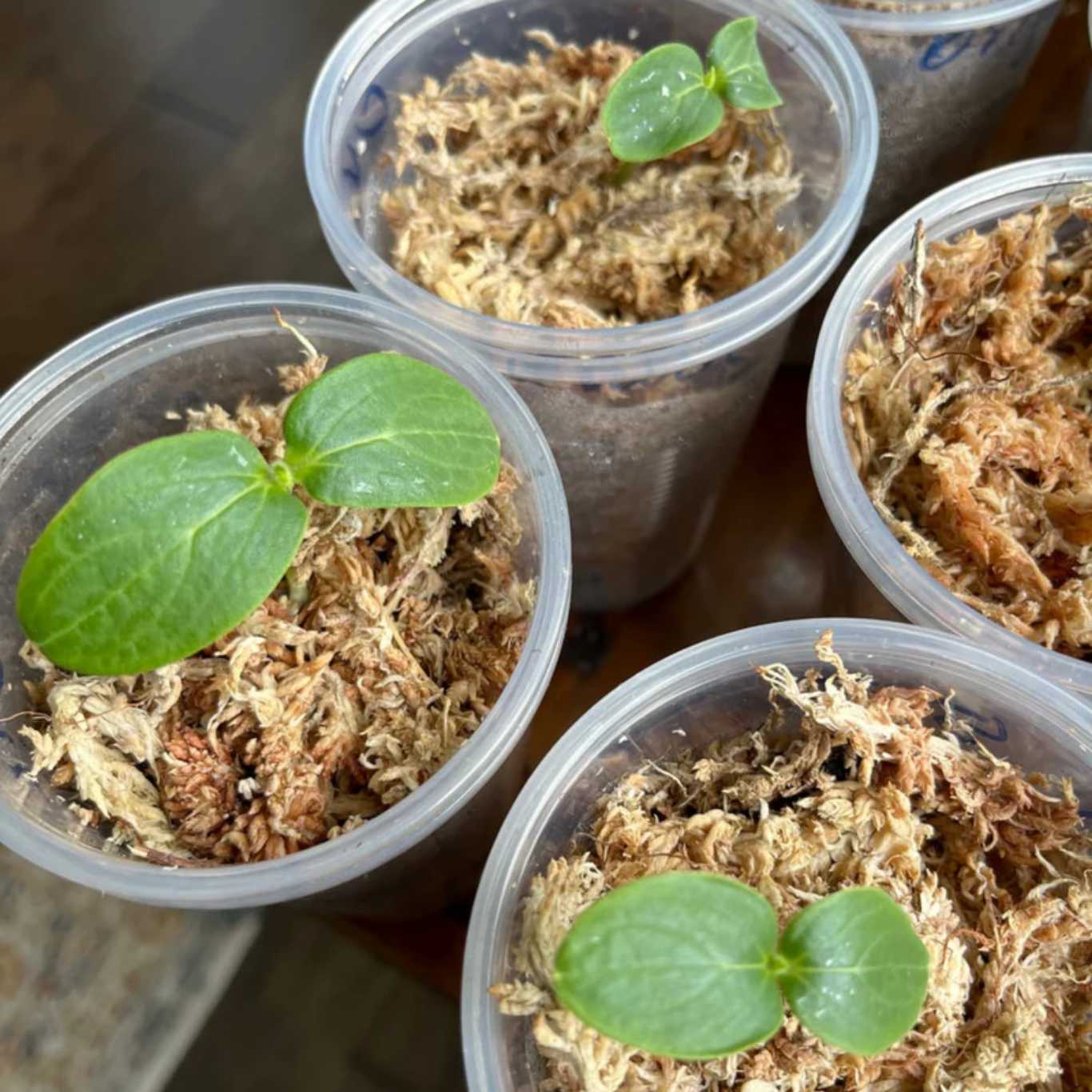 Mossify Premium Sphagnum Moss 50g.