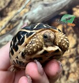 Magazoo Tortue Étoilée bébé  #2 éclos le 25 août  2025